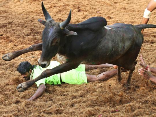 Two gored to death at India bull-wrestling festival